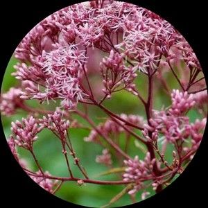 Meet your Posher, Bla